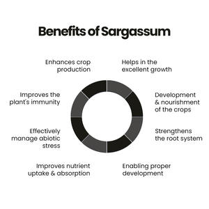 สารสกัดจากสาหร่าย Sargassum รูปแบบของเหลวเข้มข้นผลิตภัณฑ์ทางการเกษตร - Product Image 1
