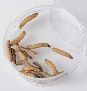 หนอนอาหารแช่แข็งขายส่งส่งถึงประตูบ้านคุณแล้ว - Product Image 2