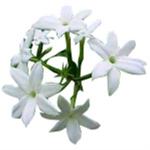Reasonable Price Pure Jasmine Grandiflorum Absolute <b>Oil</b> Aromatherapy <b>Essential</b> <b>Oil</b> Supplier Jasmine Grandiflorum Absolute <b>Oil</b> - Product Image 2
