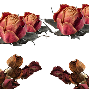 ดอกกุหลาบแห้งสีแดง | ปราศจากสารเคมีและคุณภาพที่ผ่านการคัดสรร - Product Image 6