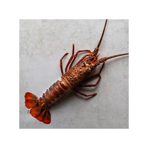 กุ้งมังกรแช่แข็งออสเตรเลียสำหรับร้านอาหารและผู้จัดจำหน่ายทั่วโลก - Product Image 4