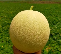 Graines de pastèque hybride Melon GOLDY F1 - Haute qualité, pureté 99,9%, germination 85%, origine Pakistan, Moon Star, durée de conservation de 2 ans