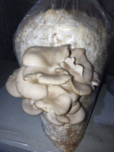 Bolsa de desove para cultivo de setas Calidad Premium para entrega rápida Obtenga las mejores tarifas al por mayor y comience a cultivar setas - Product Image 3