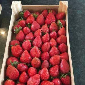 Fresas Frescas, Bayas Rojas Dulces con Alto Contenido de Brix, Grado de Exportación, Suministro al por Mayor - Product Image 4