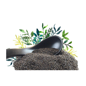 Semilla de albahaca con producto de la mejor calidad del exportador y fabricante de Vietnam - Product Image 3