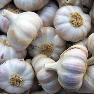 Garlic Quality Fresh White Garlic Supplier Wholesale Low-cost Bulk Garlic Best <strong>Vegetable</strong> Exporters Worldwide
