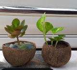 Maceta Ecológica de Alta Calidad Hecha de Cáscara de Coco, Marca Vietnam Viet Fargimex, Modelo S1, Tamaño Personalizado para Decoración de Jardín y Hogar - Product Image 4