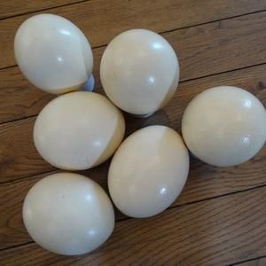 ไข่นกกระจอกเทศสดและลูกไก่ฟักไข่ที่อุดมสมบูรณ์สำหรับใช้เป็นอาหาร - Product Image 4