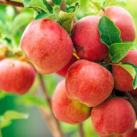 Pommes Fuji Fraîches de Qualité Supérieure en Promotion – Stockage Réfrigéré de Belgique, Couleur Rouge, Durée de Conservation de 6 Mois, En Vente