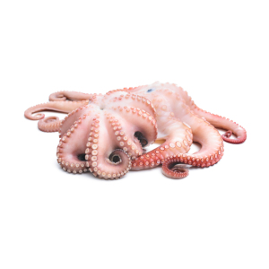 Suministro a granel de pulpo entero congelado, suministro de mariscos de calidad confiable al por mayor - Product Image 3