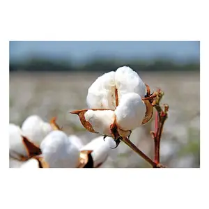 Großhandels preis 100% Bio-Rohbaumwoll-Exporteur 100% reine Bio-Rohbaumwolle Kaufen Sie bei einem vertrauens würdigen internat ionalen Exporteur