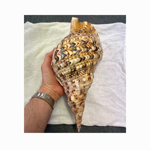 Coquillages Charonia Tritonis en gros, coquillages Triton, coquillages Triton/Coquillages de conque Triton/Coquillages géants polis pour la décoration - Product Image 3