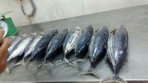 Frozen Skipjack ikan Tuna bulat utuh dari Vietnam Harga murah-makanan laut (dot)linda(at)gmail(dot)com - Product Image 5