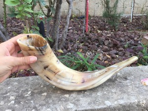 Cuerno de shofar de carnero natural para cuernos de shofar de carnero de la mejor calidad de Craftsy Home para artesanías naturales para vender CUERNO DE shofar de carnero - Product Image 4