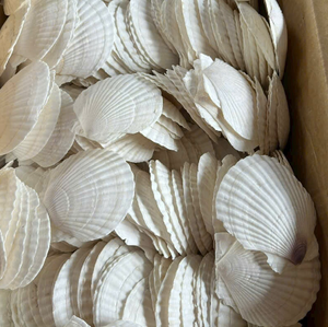 Conchas de vieira naturales para cocina gourmet | Grueso, seguro y de acero inoxidable, acabado seguro para Alimentos | Decoración única para el hogar, Fiesta en la playa - Product Image 3