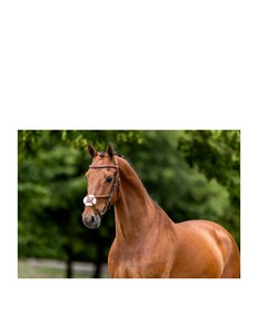 Bride de cheval multifonctionnelle Grantham - Product Image 3