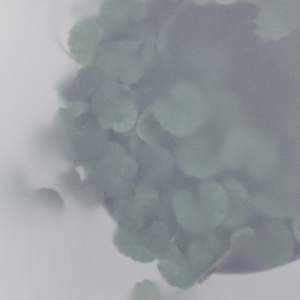 มาส์กหน้าจาก Centella มาส์กหน้าออร์แกนิคธรรมชาติไม่แพ้ง่ายช่วยให้ผิวกระจ่างใสและให้ความชุ่มชื้นกับความงามแบบเกาหลี - Product Image 3