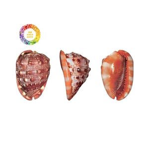 ผู้จำหน่ายจากเวียดนามสำหรับการตกแต่งทางทะเลและการใช้งานฝีมือโดยใช้เปลือกหอยไซปรัส - Product Image 1