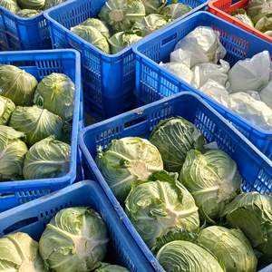 Choux frais biologiques de haute qualité en gros - Product Image 5