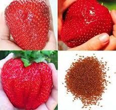 Semi di 400 importati semi di fragola giganti rari e semi di fragola sudamericana