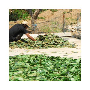 Feuille de graviola séchée, matériau séché naturel pour garnitures de café et décorations de boissons, lots de couleurs stables du Vietnam - Product Image 2