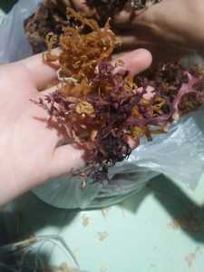 Buen precio, venta al por mayor, increíble alga inmunológica, algas secas, musgo de mar, fruta, Gel de Irishmoss infundido, embalaje de etiqueta privada disponible - Product Image 5