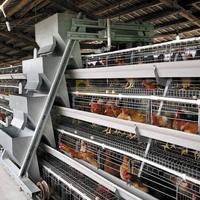 Nouveau système de cages automatiques pour poules pondeuses, système d'alimentation et d'abreuvement intelligent, en acier galvanisé, gain de place pour l'élevage moderne