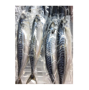 Pescado Congelado: Caballa del Pacífico - Proveedor Mayorista de Caballa del Pacífico - Product Image 6