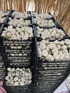 กระเทียมทั้งหัวพรีเมียม 100% ธรรมชาติ สดใหม่ คุณภาพสูง สำหรับส่งออก บรรจุภัณฑ์ตามสั่ง ยี่ห้ออัล นาดา อียิปต์ อายุการเก็บรักษา 6-9 เดือน ปริมาณ 10 ตัน - Product Image 4