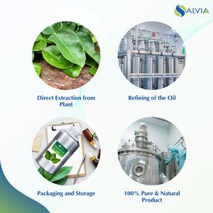 Kaffir Lime Leaf Oil 100% Pure et Naturelle Vente en gros en vrac Prix le plus bas Emballage personnalisé - Product Image 4