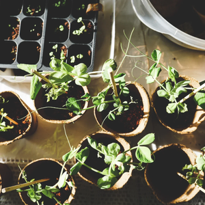 Engrais en poudre de fumier de vache écologique pour la santé du sol en jardinage biologique, compost naturel, export en vrac - Product Image 6