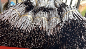 Mejor Proveedor de Vainilla Bourbon de 14-6 cm, Vainilla Roja Seca de Madagascar, Preparación Tradicional, 100% Pura, Seca al Sol, Región SAVA - Product Image 4