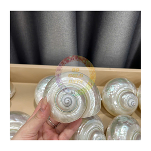 Décor de coquille de perle Turbo vert poli coquillage nautique Style Animal Souvenir fait à la main maison artisanat cadeau du Vietnam - Product Image 1