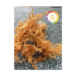 COTTONII SÉCHÉ AU SOLEIL NATUREL D'ALGUES DU VIETNAM SOURCE DE MOUSSE DE MER SÉCHÉE EN GROS POUR LA PRODUCTION ALIMENTAIRE INDUSTRIELLE - Product Image 3