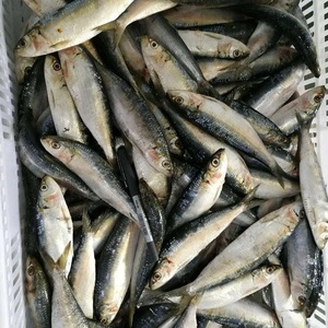 Sardina congelada seca sin grasas trans, baja en azúcar y baja en carbohidratos, pescado entero de 25kg por Cartón, envasado en bolsas a granel - Product Image 5