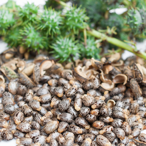 Meilleures graines de ricin indiennes pour l'extraction de l'huile Produit agricole de qualité supérieure Haricots de ricin à haut rendement Fournisseur direct Inde - Product Image 6