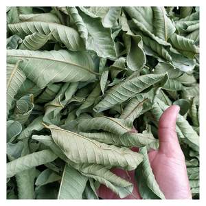 Feuilles de goyave séchées de haute qualité fabriquées au Vietnam - Product Image 2