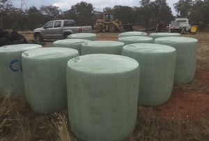 Saremco International Nutritious Animal Feed maíz ensilaje heno para ganado cerdo caballo camello cuidado del caballo disponible para la venta - Product Image 4