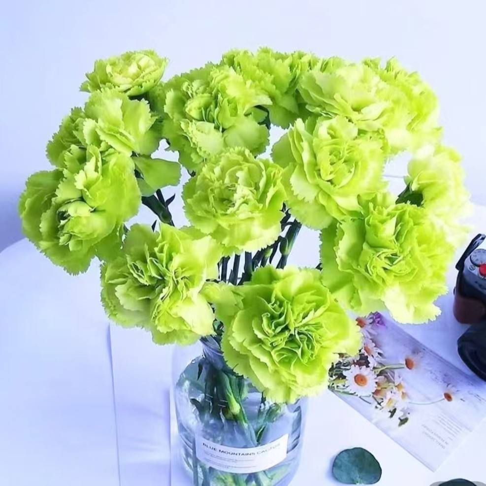 กรีนคาร์เนชั่น