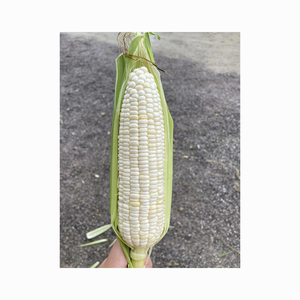 Maíz blanco de grado seco, sin OGM, apto para consumo humano y alimentación animal disponible con embalaje personalizado - Product Image 3