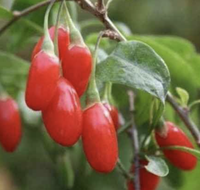 Vietnam produceerde gedroogde goji-bessen gemaakt van geselecteerd fruitmateriaal, ideaal voor het maken van desserts en drankeninfusies.