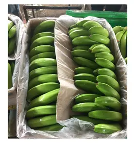 Segar CAVENDISH pisang kualitas tinggi diproduksi di VIETNAM ukuran besar eksotis buah Harga terbaik untuk ekspor