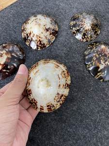 เปลือกหอยหัตถกรรมเปลือกหอยเปลือกหอยเปลือกหอยเปลือกหอยเปลือกทะเลขนาด6-8ซม. สำหรับเป็นของที่ระลึกเปลือกหอย Limpet ชายฝั่งชุดเปลือก Limpet จากประเทศเวียดนาม - Product Image 2