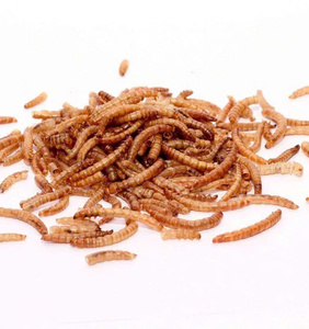 รับประกันคุณภาพสินค้าจำนวนมาก: หนอนอาหารแช่แข็งจากเวียดนาม - Product Image 3