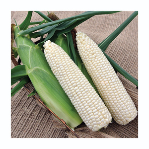 Maíz blanco de gran volumen, producto de grano premium preparado para envío a granel. - Product Image 4