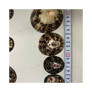 Collection de coquillages naturels, coquillage à patelle-Matériau de décoration exclusif fait à la main pour la décoration intérieure, l'art du bricolage, cadeau unique - Product Image 1