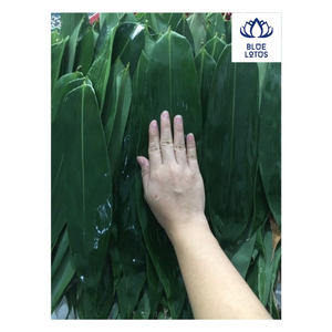 ขายดีที่สุดใบไผ่: ข้อเสนอพิเศษคุณภาพดี! -บัวสีน้ำเงินเวียดนาม - Product Image 1