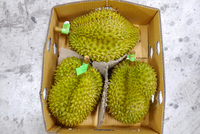 Vietnam 'S Verse Durian: Hoogwaardige, Nieuwe Oogst, Nu Op Voorraad