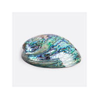 Coquilles d'ormeau de qualité supérieure pour la vente en gros de superbes coquillages polis pour les projets d'artisanat et la décoration élégante de restaurant à la maison
