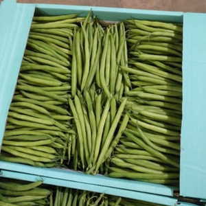 Haricots verts frais nouvelle récolte en Egypte avec des prix bon marché - Product Image 4